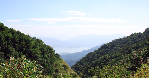 塔罗牌权杖骑士桃花